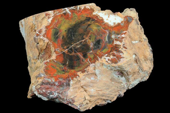 Triassic Petrified Wood Section - Circle Cliffs, Utah #73784